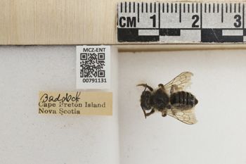 Media type: image;   Entomology 791131 Aspect: Labels
